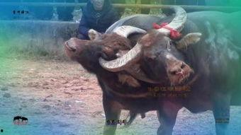 《斗牛》在线观看,热血激战,传奇诞生