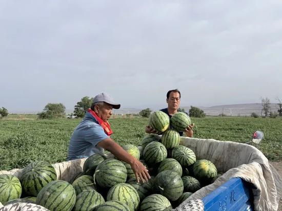武威免费吃瓜,畅享清凉夏日好时光  第3张 武威免费吃瓜,畅享清凉夏日好时光  第3张